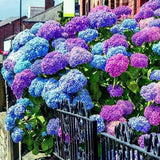 Blue Pink Purple Hydrangea Seeds Hardy Plant Seeds for Gardening Enthusiasts - Easy-to-Grow