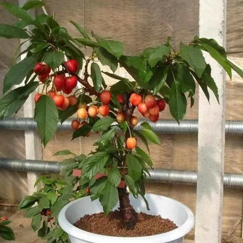 Semillas de cereza dorada