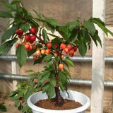 Semillas de cereza dorada