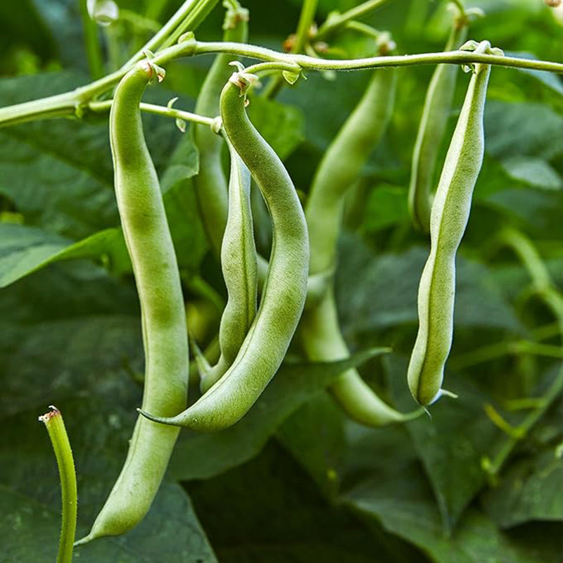 Blue Lake 274 Bush Bean Seeds