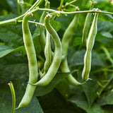 Blue Lake 274 Bush Bean Seeds