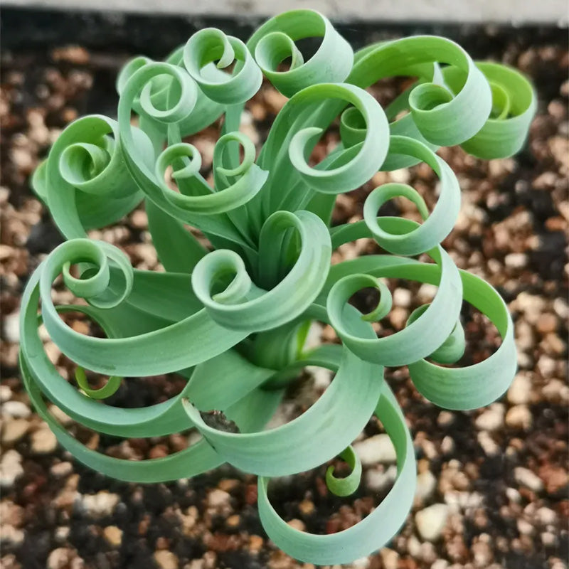 Rare Spring Grass Spiral Succulents