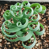 Rare Spring Grass Spiral Succulents