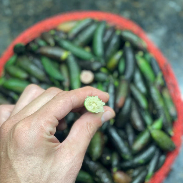 FRESH Caviar Limes (Finger Limes) RARE FRUIT- California Grown