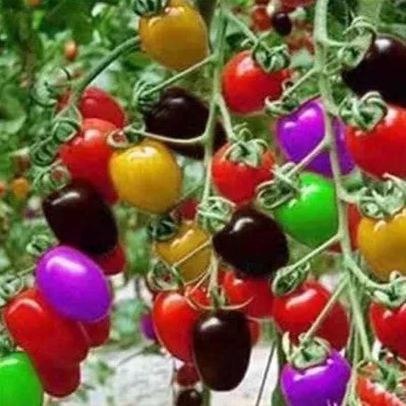 Colorful Cherry Tomatoes Seeds
