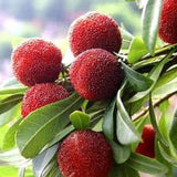 Semillas de Myrica Rubra Bayberry rojo Fruta dulce, saludable y jugosa Gran sabor Fresa una nueva y emocionante incorporación