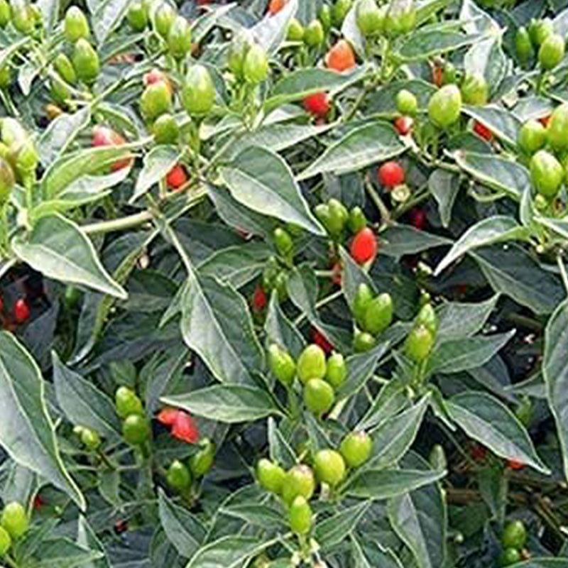 Pimientos Piquín - Pequeños pimientos de un rojo brillante - ¡¡Tienen un gran impacto!!