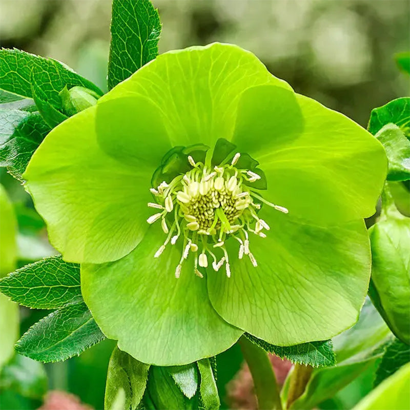 Lush Green Hellebore Flower Seeds