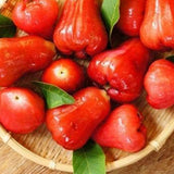 Semillas de fruta de manzana rosa