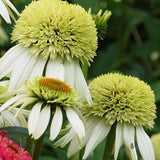 Coconut Lime Coneflower Seeds - Rare White & Green Hardy Perennial Pollinator Flower