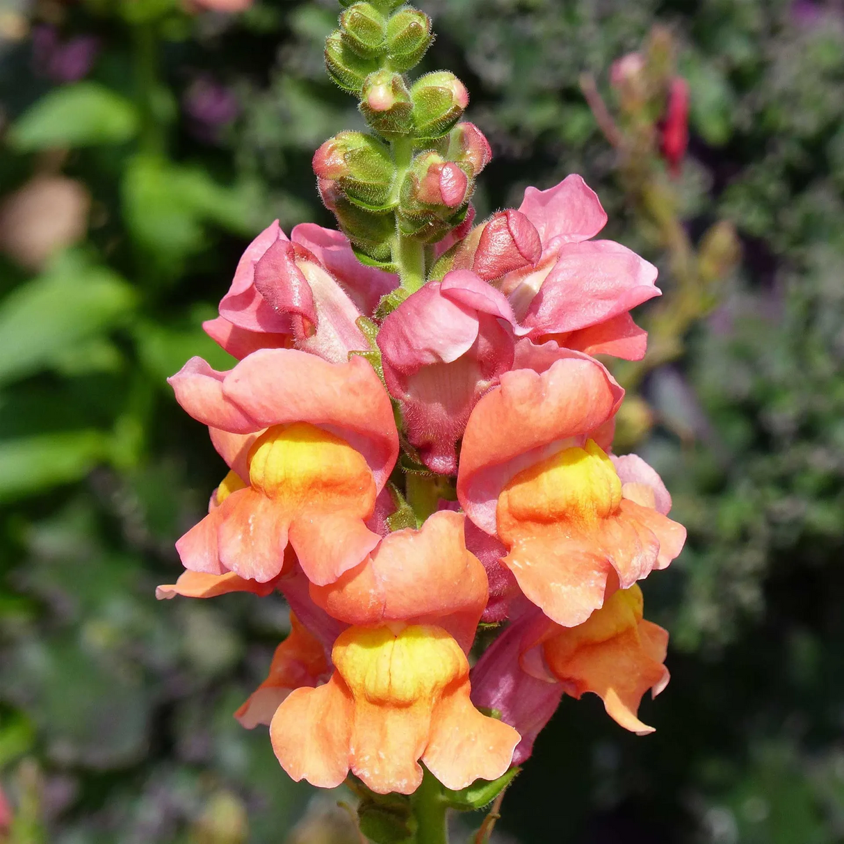 Snapdragon Seeds - Rocket Bronze