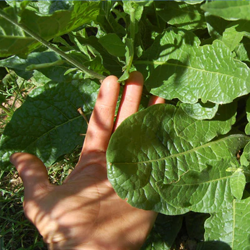 Huichol / Langsdorff's Tobacco Seed