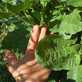 Huichol / Langsdorff's Tobacco Seed