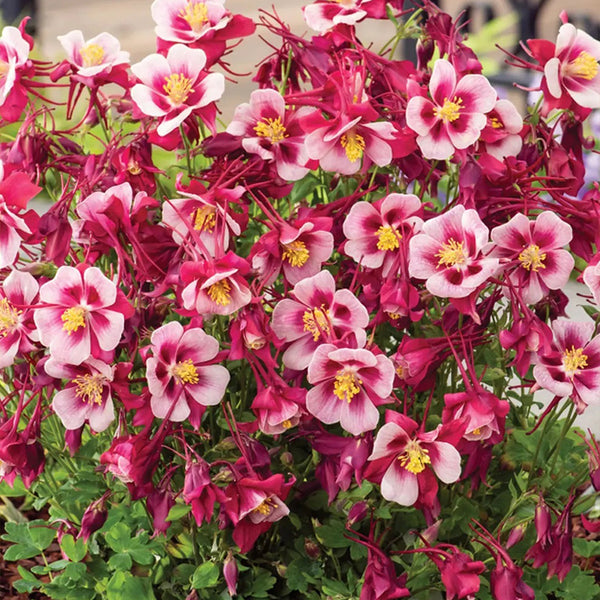 Columbine, Early Bird Red & White