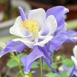 Columbine, Early Bird Blue & White