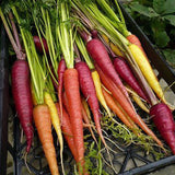 Rainbow Carrot Seeds Mix
