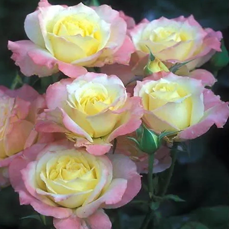 Peaceful Roses - The Messenger of Peace – Haiyiplants