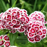 Sweet William Seeds - Indian Carpet Dwarf Single Mix