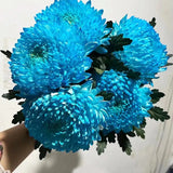 Rare blue Peony Chrysanthemum