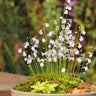 Utricularia sandersonii Seeds