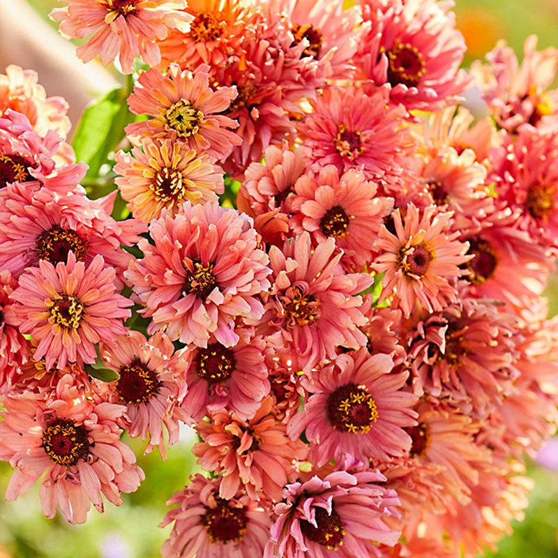 Amarilis de belleza rayada
