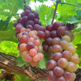 Midknight Beauty Grapes Seeds - Giant Rose (Rose scented)