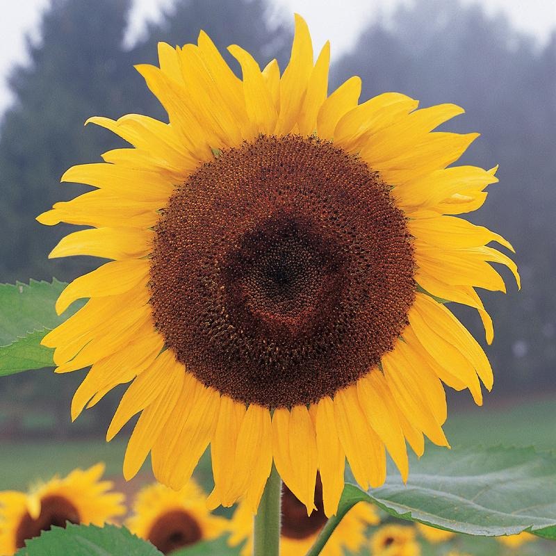 Sunflower, Kong Hybrid Seeds
