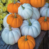 Pumpkin, Mini Harvest Hybrid Blend