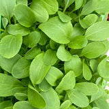 Semillas de Brassica Rapa Chinensis, semillas de Pakchoi, repollo blanco chino, semillas de hortalizas para plantar