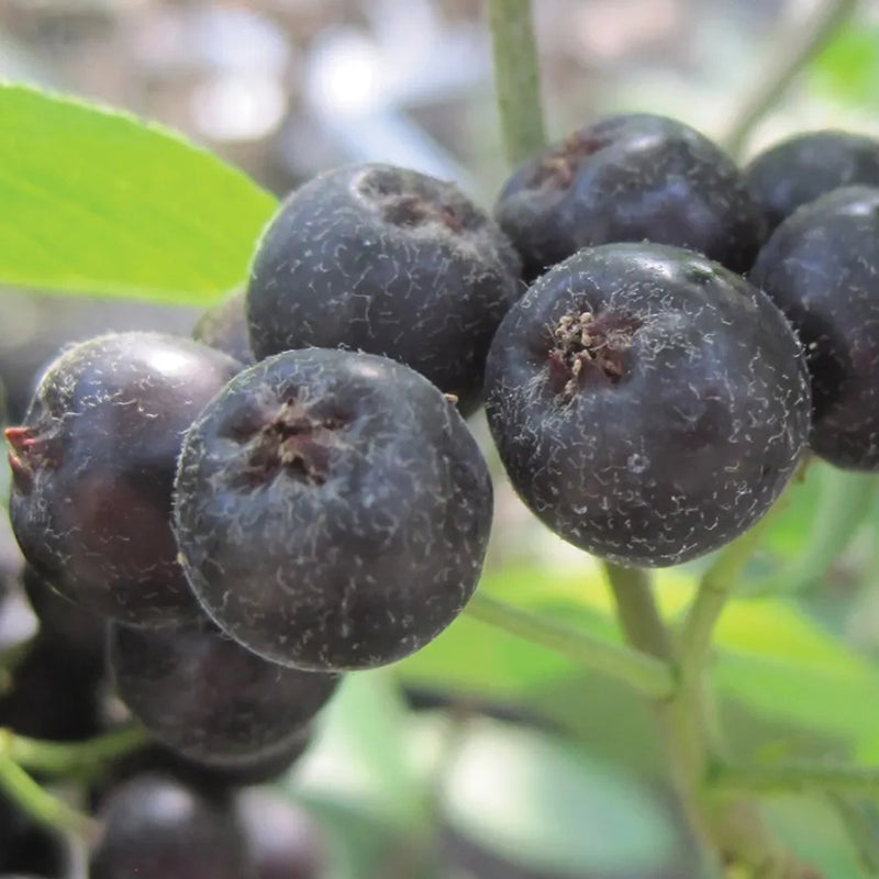 Aronia melanocarpa, vikinga