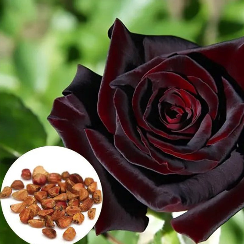 Black Baccara True Blood Hybrid Tea Rose Flower Seeds