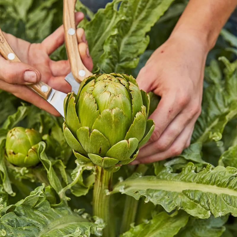 Artichoke, Imperial Star