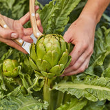 Artichoke, Imperial Star