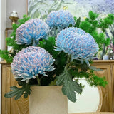 Rare Blue and White Porcelain Peony Chrysanthemum Seeds