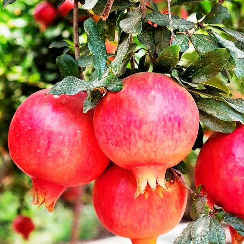 Semillas de árbol frutal de granada para plantar al aire libre: semillas de Punica granatum perennes, deliciosas y dulces, un excelente regalo para el jardín de su casa