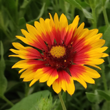 Blanket Flower Seeds