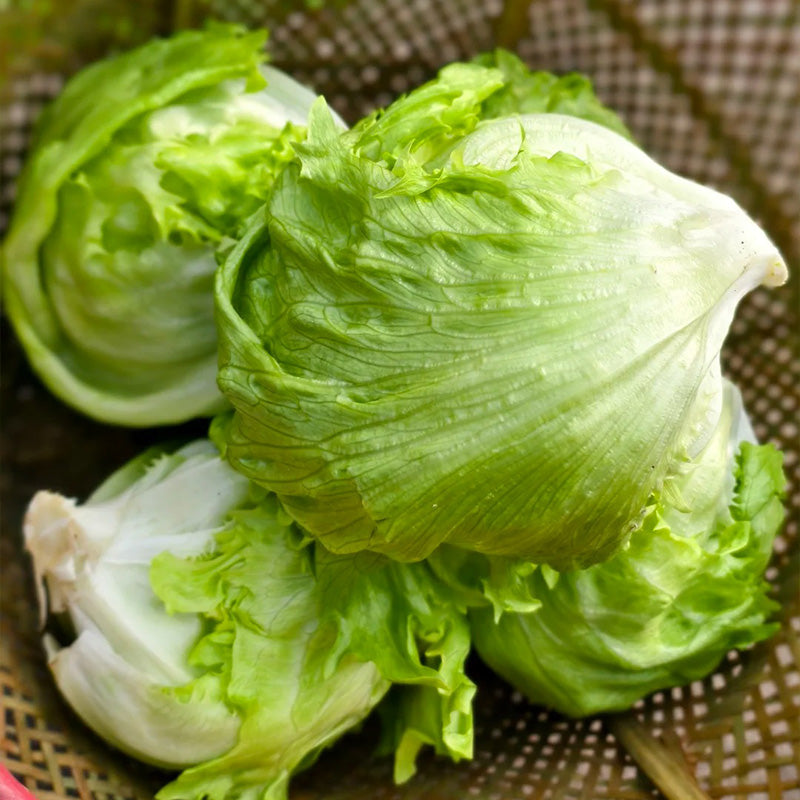 Butter-Ball Crisphead Lettuce Seeds