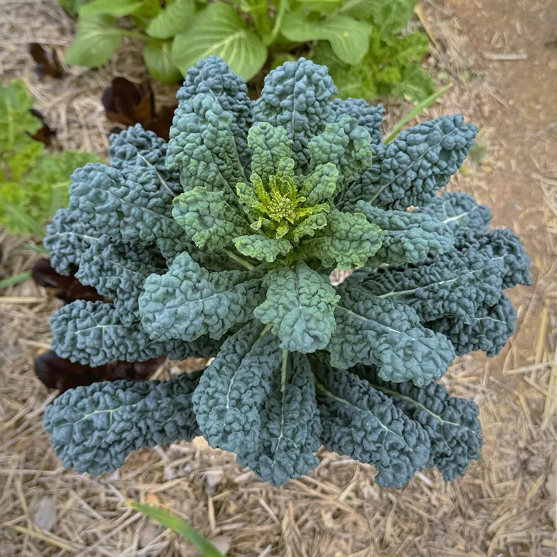 Black Tuscan Kale Seeds