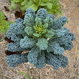 Black Tuscan Kale Seeds