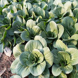 Heirloom Baby Bok Choy Seeds