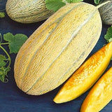 Rare Banana Melon Seed Exotic Charm Sweet Fruit  Unique Flavor