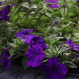 Annual Petunia Alderman Flower Seeds for Planting