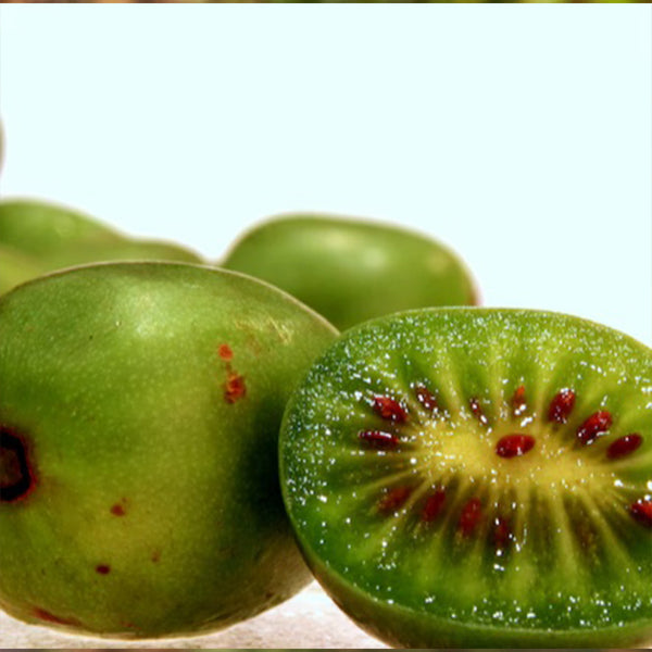 Hardy Kiwi Seeds (actinidia arguta)