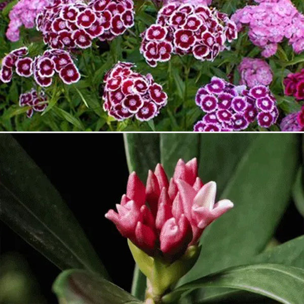 Dianthus Seeds  Mix Over 10 Colors