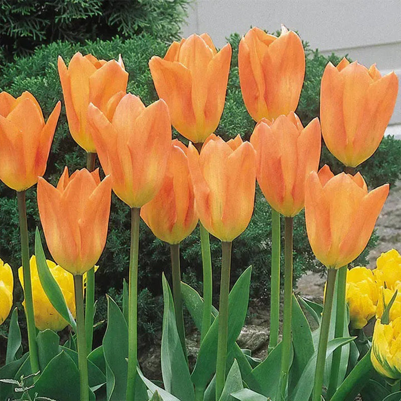 Semillas de tulipán de color raro para bonsái n.° 14