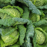 Heirloom Savoy Cabbage Seeds