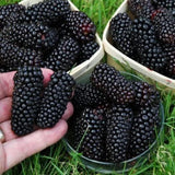 Sweet Giant Blackberry: Huge, Juicy Blackberries Await!