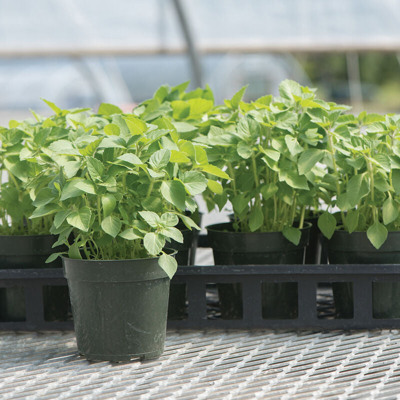 Kapoor Tulsi (Holy Basil)Organic Basil Seed