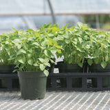 Kapoor Tulsi (Holy Basil)Organic Basil Seed