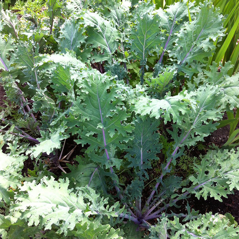 Crispy Stem Superfood Kale Seeds